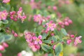 Currybush Escallonia Victory, pinkish to lilac flowers